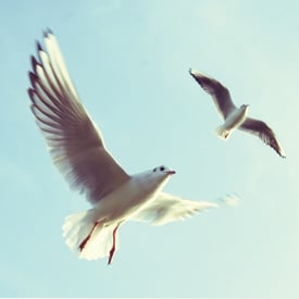 Spring Into Saving With A Self-Directed IRA - Featured image