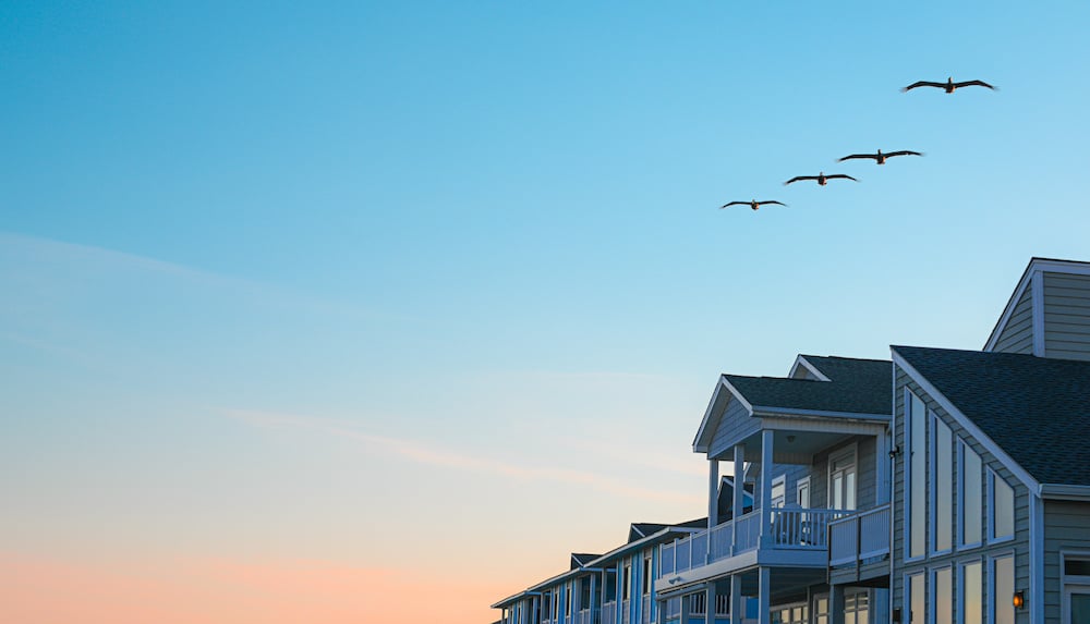 birds fly over house